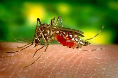 Biting Sucking Female Mosquito Parasite Disease
